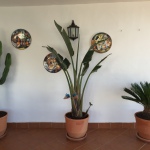 Pflanzen auf der Terrasse der Casa Patricia in Nerja, Ladera del Mar