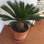 Pflanzen auf der Terrasse der Casa Patricia in Nerja, Ladera del Mar