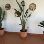 Pflanzen auf der Terrasse der Casa Patricia in Nerja, Ladera del Mar