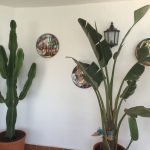 Pflanzen auf der Terrasse der Casa Patricia in Nerja, Ladera del Mar